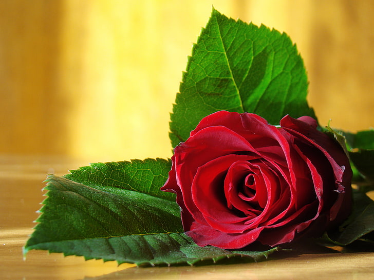 Foto Rose, green color, macro, closeup, lovely Free HD Wallpaper