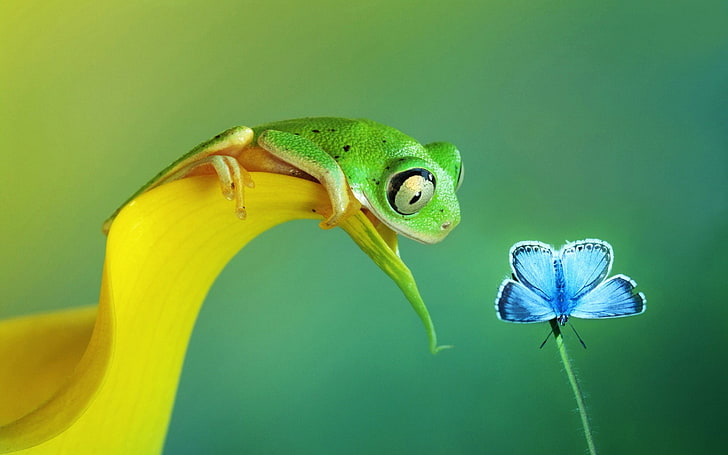 Frog Facts, animals, environment, summer, green background