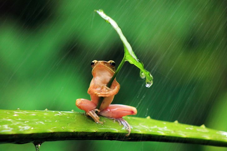 Frog Holding Leaf Umbrella, focus on foreground, animals, plant, small