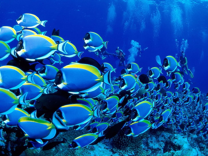 Goldfish, group of animals, sea life, nature, undersea