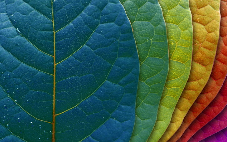 Graduation Hat Icon, leaf, leaves, graduation, color Free HD Wallpaper