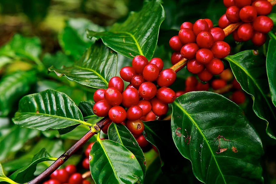 Growing Coffee Plants, berries, leaf, nature, plantation