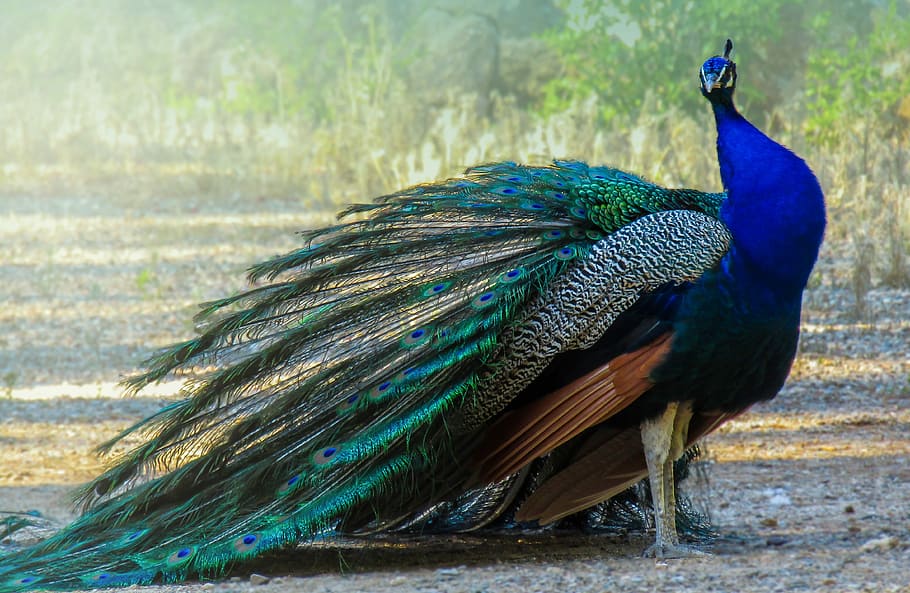 High Resolution Peacock, peacock feather, beauty in nature, animals, animal themes Free HD Wallpaper