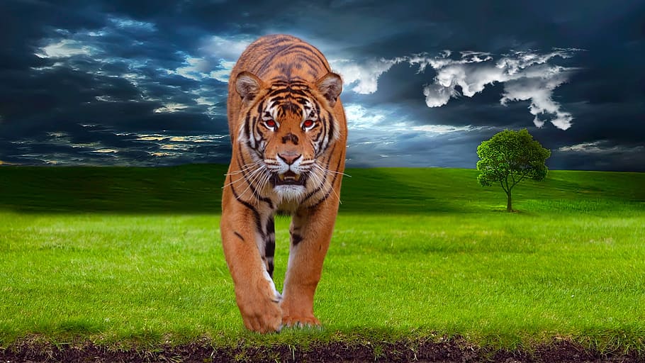 Jaguar Animal, cloud  sky, green color, danger, posing Free HD Wallpaper