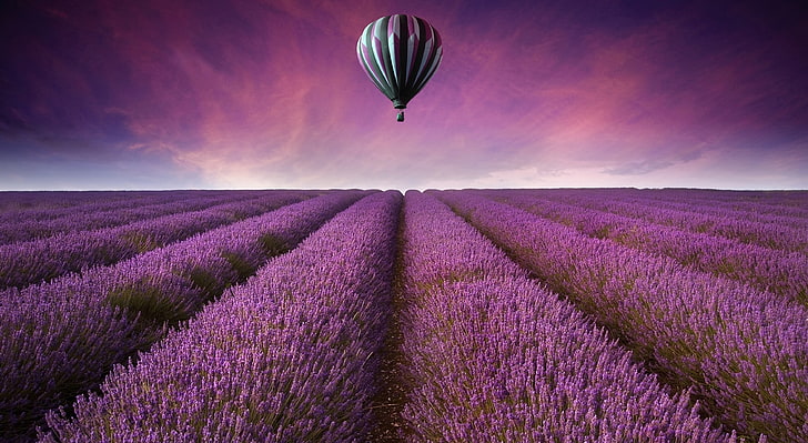 Landscape, purple flowers, scenics  nature, landscape, rural scene Free HD Wallpaper