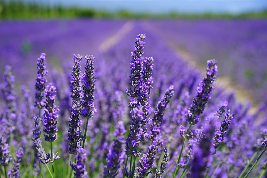 Lavender Aesthetic, inflorescence, garden flowers, nature, narrow leaf lavender Free HD Wallpaper