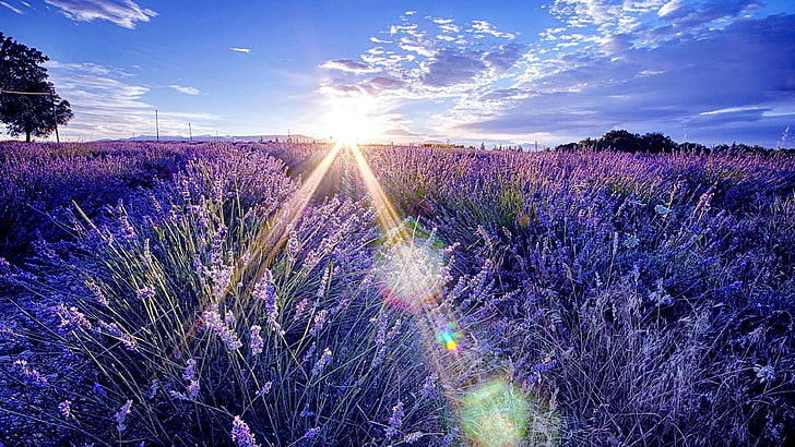 Lavender Fields, lavender, sunray, sky, morning Free HD Wallpaper