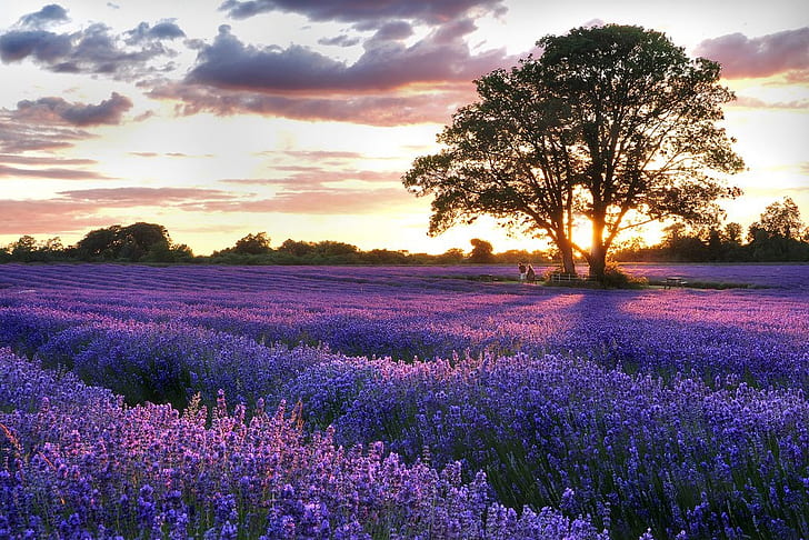 Lavender Lavandula, art, fields, nature, tree, Free HD Wallpaper