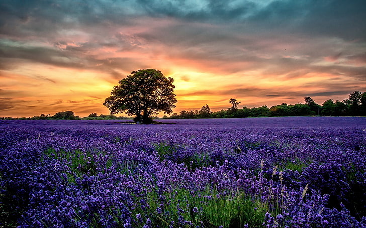 Nature Flower Sunset, growth, environment, scenics  nature, cloud  sky Free HD Wallpaper