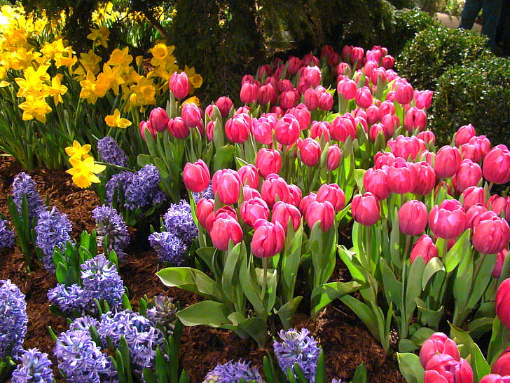 nature, pink color, flower, flower head