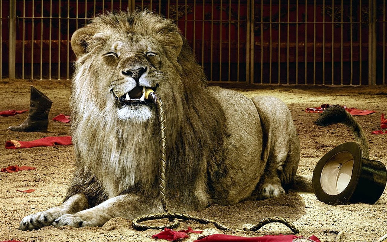 outdoors, lion feline, no people, cage