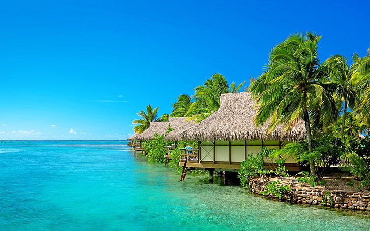 Palm Beach Shores Resort, tree, coconut palm tree, sea, waterfront