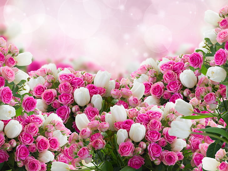 Pink and White Tulips, tulips, white, pink, rose Free HD Wallpaper