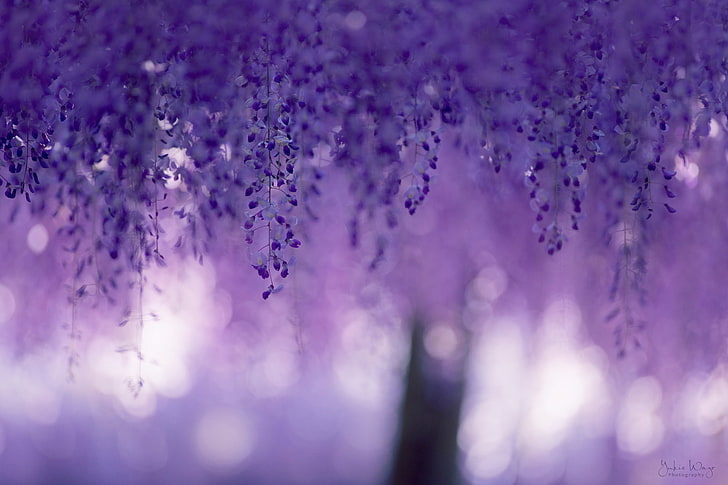 Pink Wisteria Vine, bokeh, extreme closeup, lilac, beauty in nature Free HD Wallpaper