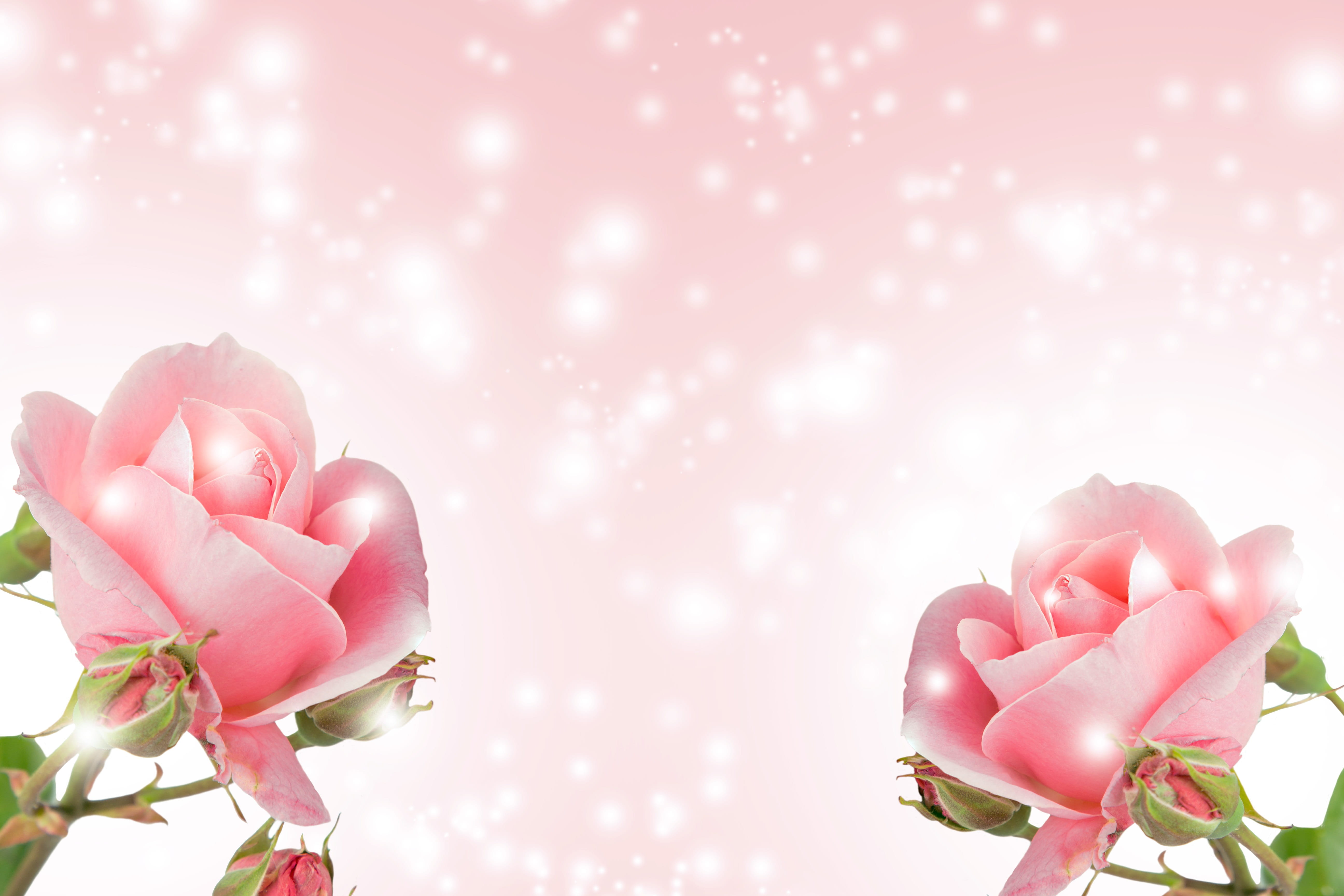 Pinterest Romantic Love, blossom, rose, special, celebration