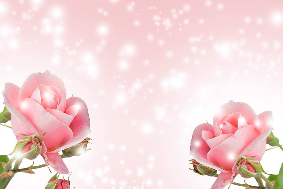 Pinterest Romantic Love, blossom, rose, special, celebration Free HD Wallpaper