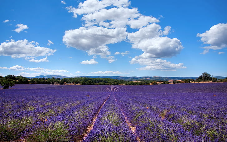 Pirate Map, provence, lavender, france Free HD Wallpaper