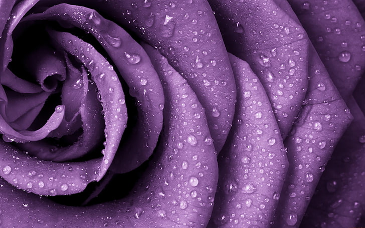 Pretty Purple Flowers, plant, flower head, beauty in nature, no people Free HD Wallpaper