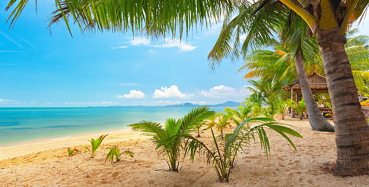 Pretty Tropical Beaches, nature, palm, tropical, landscape Free HD Wallpaper