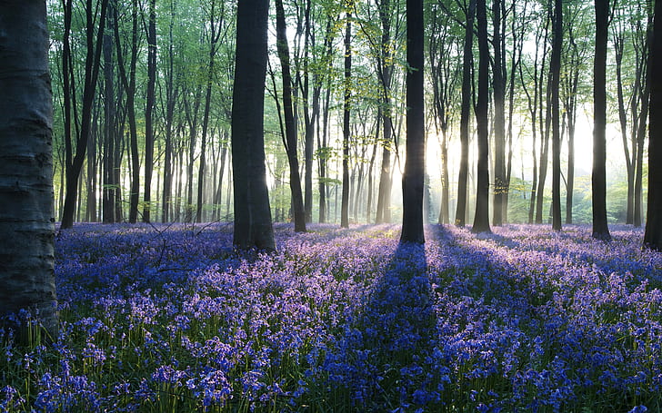 Purple Fall Flowers, field,, dawn, forest, in Free HD Wallpaper