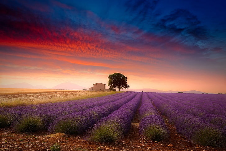 Purple Lavender Fields, environment, farm, flowering plant, france Free HD Wallpaper