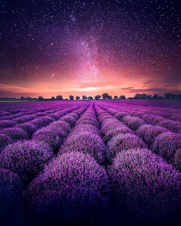 Purple Lavender Fields, starry sky, lavender farm, lavender fields Free HD Wallpaper