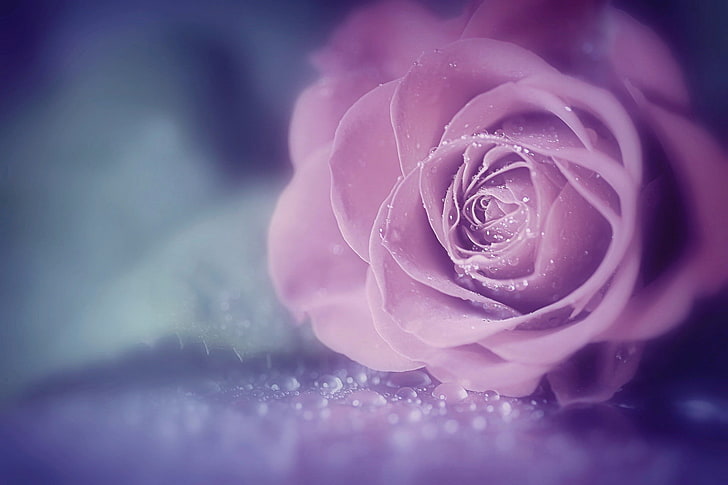 Purple Rose Cartoon, softness, fragility, flower head, no people Free HD Wallpaper