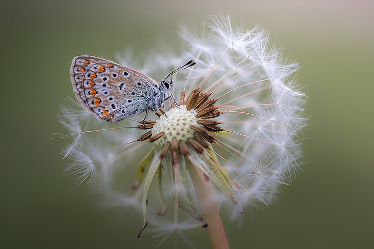 Rainbow Butterfly Wings, no people, flower head, beauty in nature, invertebrate Free HD Wallpaper