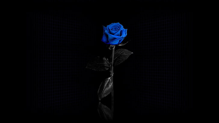 Real Blue Roses, front view, men, real people, obscured face Free HD Wallpaper