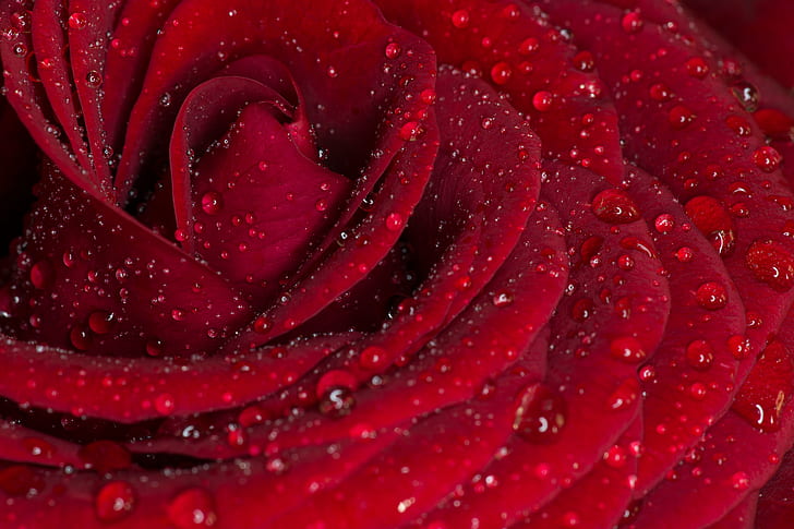 Rose Waterdrops, freshness, petal, closeup, flower head Free HD Wallpaper