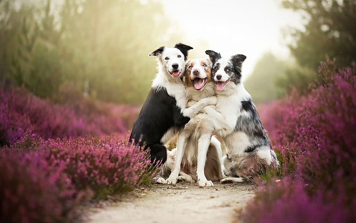 Scottish Border Collie, land, nature, animal, vertebrate Free HD Wallpaper