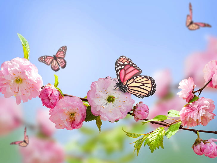 Summer Flowers with Butterflies, spring, pink, sky, flowers Free HD Wallpaper