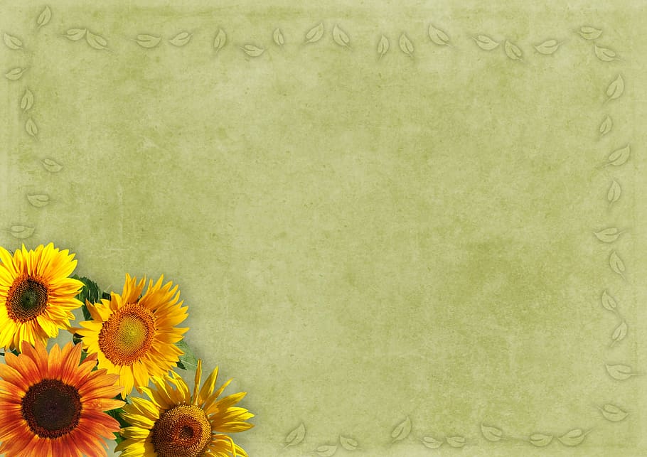 Sunflower Quotes Short, copy space, beauty in nature, emotion, freshness Free HD Wallpaper