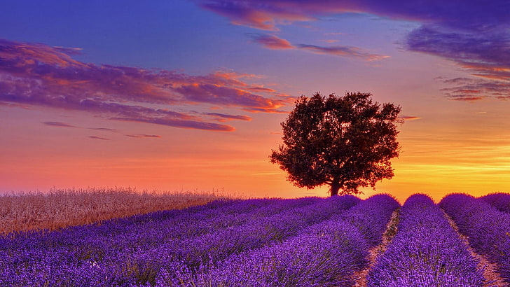 Sunrise Land, tree, field, lavender field, lavender Free HD Wallpaper