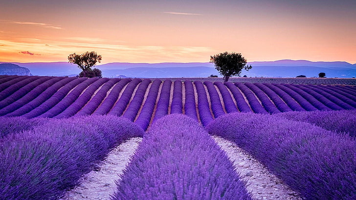 Sunset Over Lavender Fields, tranquility, beauty in nature, nature, aromatherapy Free HD Wallpaper