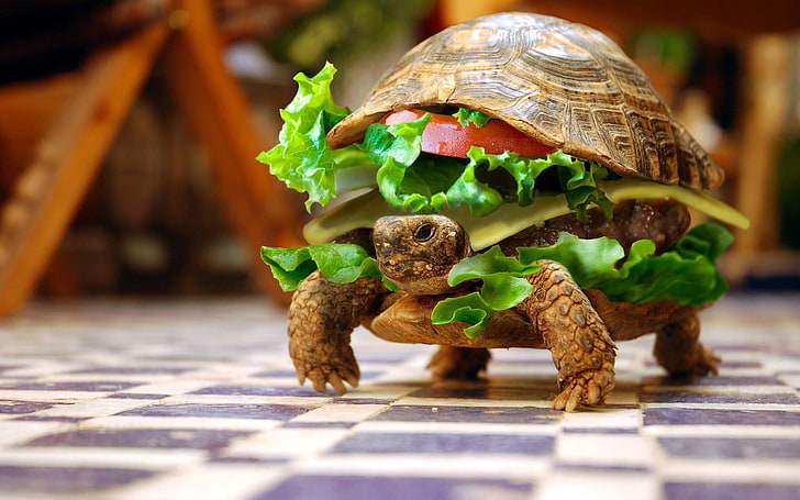 Turtle, burger, toy, selective focus, outdoors