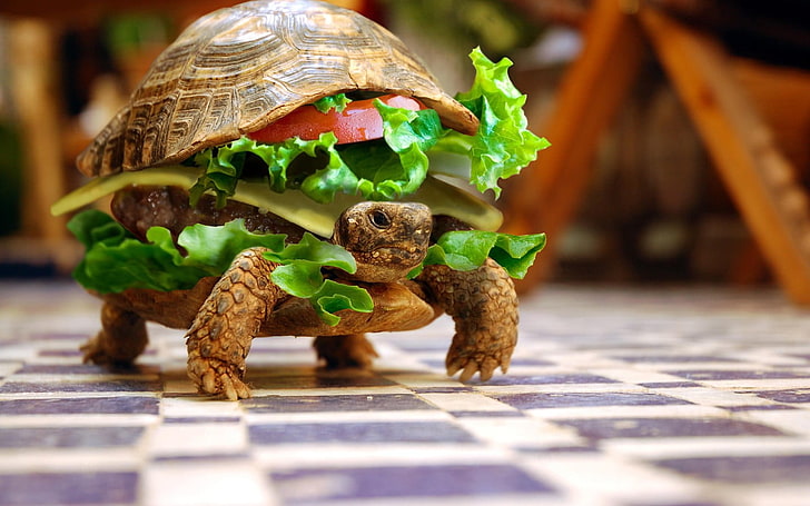 Turtle Meat, focus on foreground, amphibian, photoshop, selective focus Free HD Wallpaper