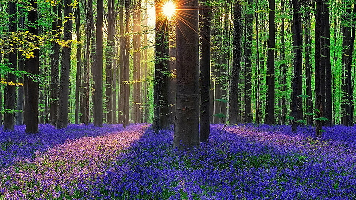 UK Ancient Woodland, no people, flowerbed, europe, scenics  nature Free HD Wallpaper