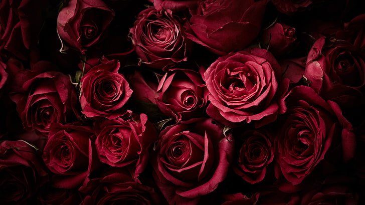 Vintage Dark Red Roses, rose flowers, dark background, red roses Free HD Wallpaper