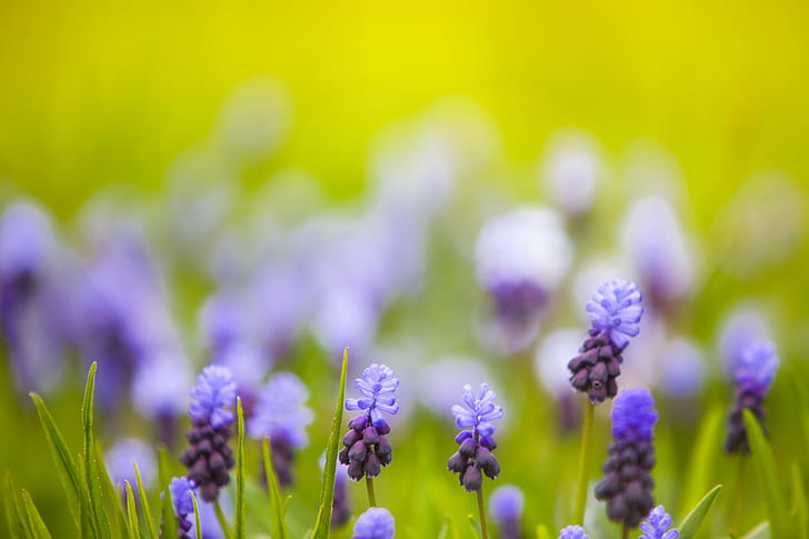 Wales Mountains, springtime, summer, green color, lavender Free HD Wallpaper