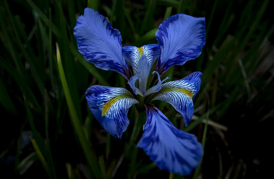 White Louisiana Iris, flowering plant, flower head, focus on foreground, kew gardens Free HD Wallpaper