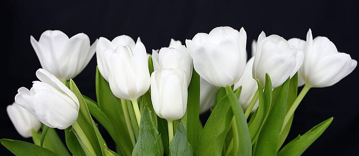 White Parrot Tulips, springtime, freshness, plant, flower head Free HD Wallpaper