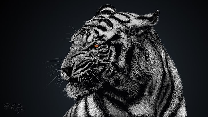 White Tiger Cub Drawing, studio shot, whisker, animal head, mammal Free HD Wallpaper