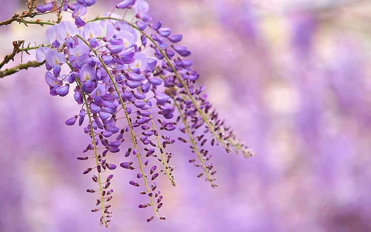 Wisteria Free, nature, depth of field, plant, growth Free HD Wallpaper