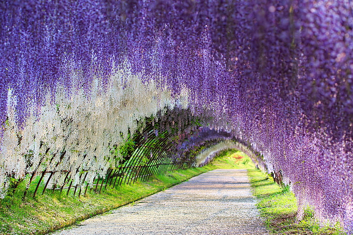 Wisteria Tree in Japan, green color, summer, wisteria, leaf Free HD Wallpaper