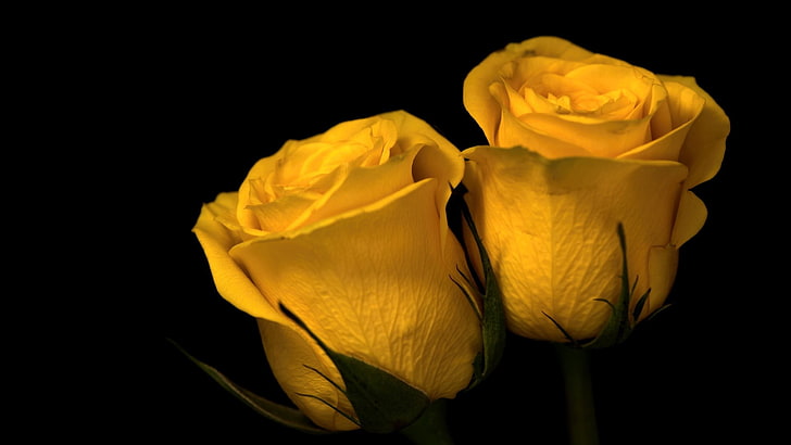 Yellow and White Wedding Flowers, flowering plant, closeup, softness, fragility Free HD Wallpaper